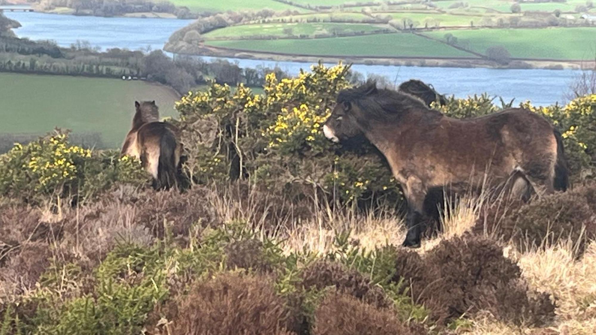 Exmoor Bnb In Withypool On Two Moors Way Luaran gambar