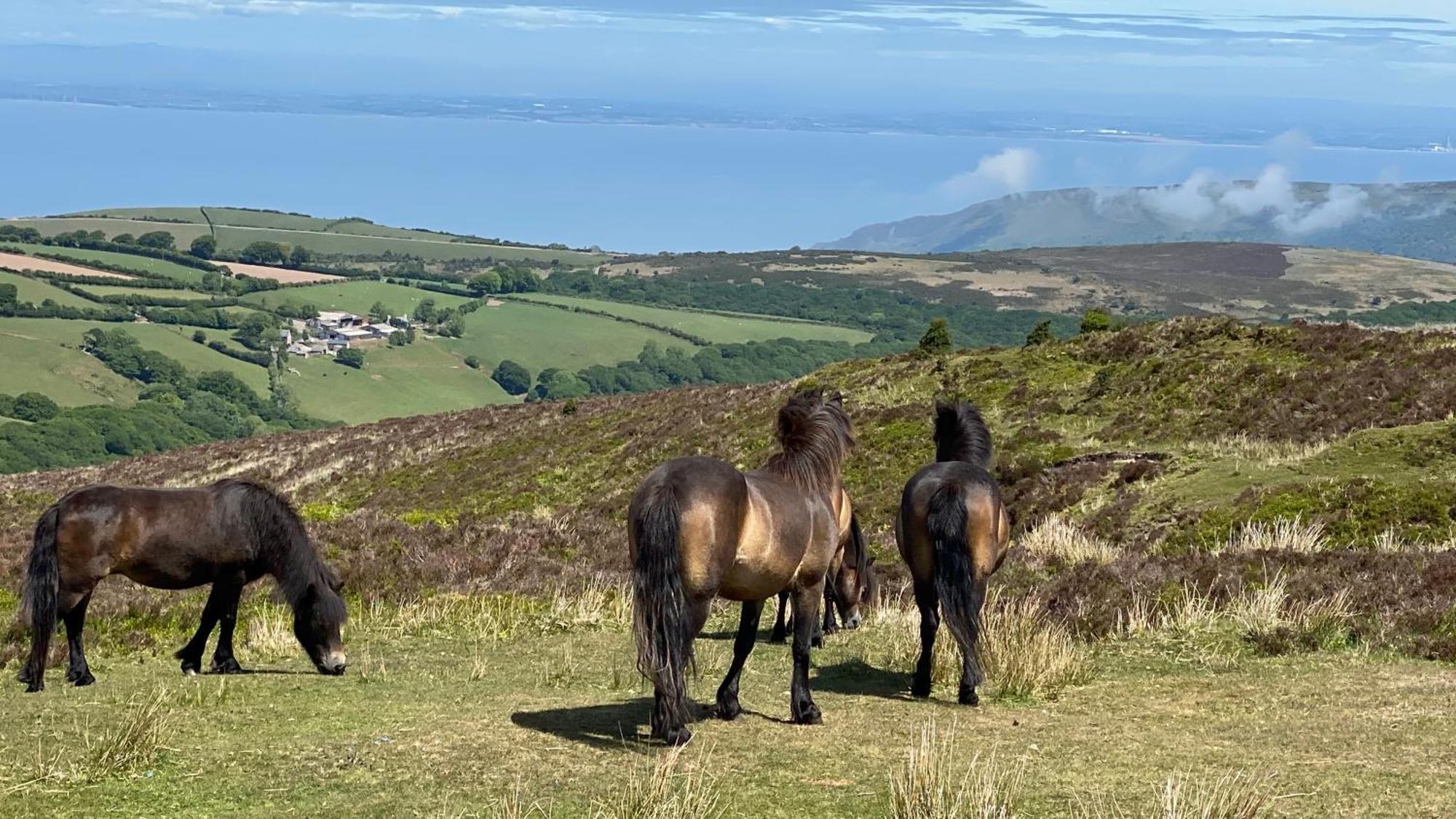 Exmoor Bnb In Withypool On Two Moors Way Luaran gambar