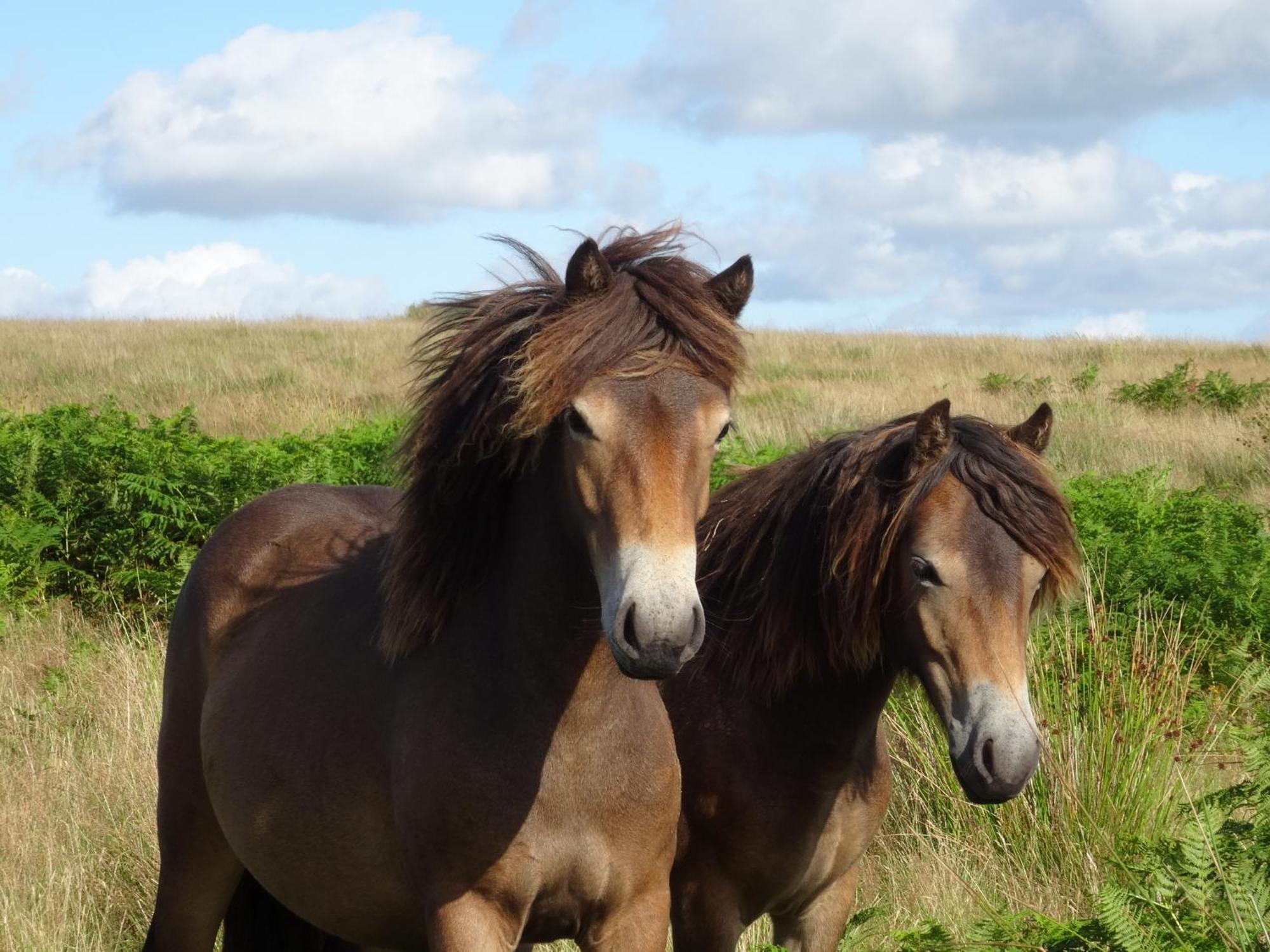 Exmoor Bnb In Withypool On Two Moors Way Luaran gambar
